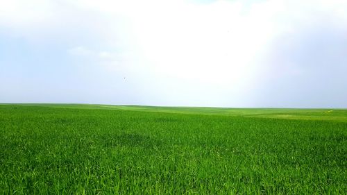 Scenic view of grassy field against sky