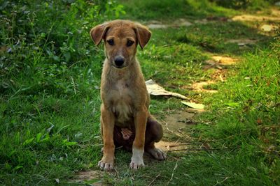 Portrait of dog sitting on grass