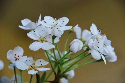 Close-up of white cherry blossoms