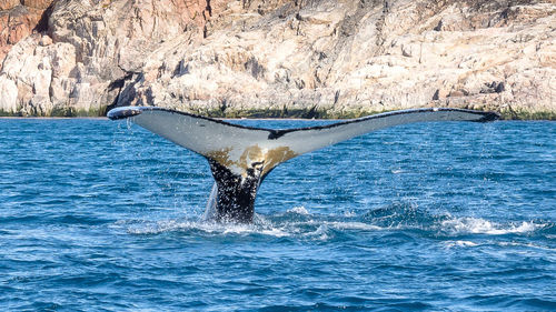 View of swimming in sea