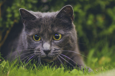 Portrait of cat sitting on grass