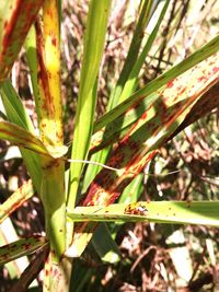 Close-up of leaves