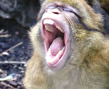 Close-up of a cat yawning