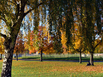 Trees in park during autumn