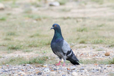 Close-up of bird perching on field