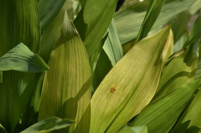 Full frame shot of green leaves