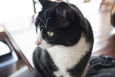 Close-up portrait of a cat