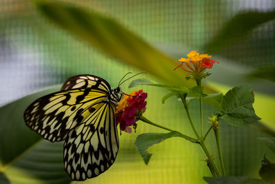 Close-up of butterfly pollinating on flower