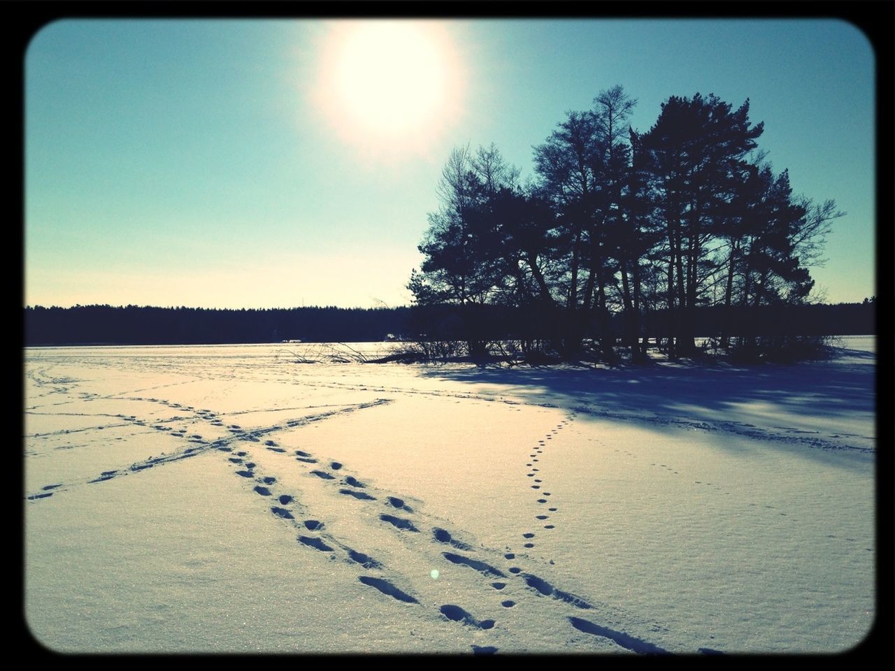 Island of trees in ice-land