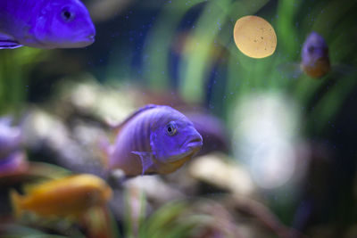 Exotic fish in the aquarium. 