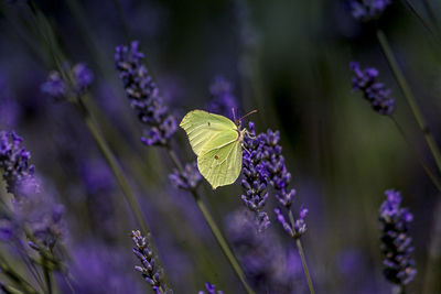 Close-up of butterfly pollinating on purple flower