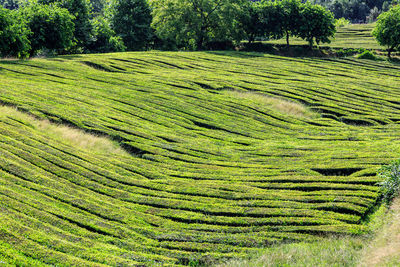 Scenic view of agricultural field