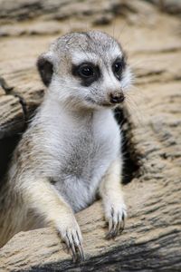 Close-up of a meerkat on wood