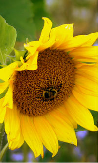 Close-up of yellow flower