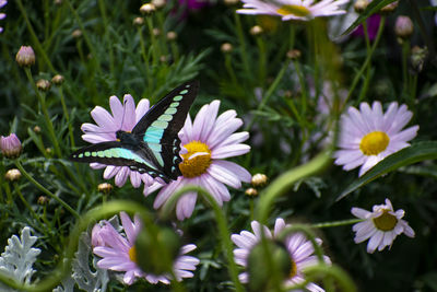 Close-up of butterfly pollinating on purple flower