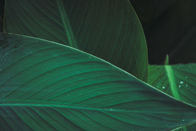 Close-up of green leaves