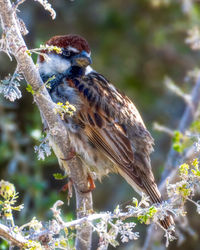 Close-up of bird perching on branch