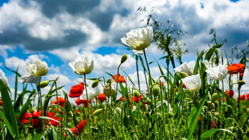 Close-up of poppy flowers growing on field