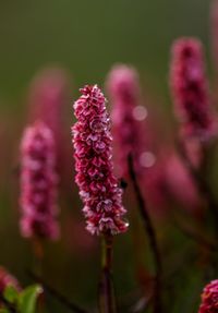 Close-up of pink flowering plant on field