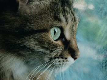 Close-up of cat by window at home