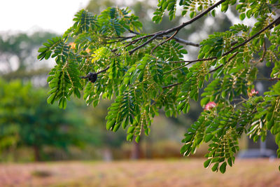 Close-up of berries growing on tree