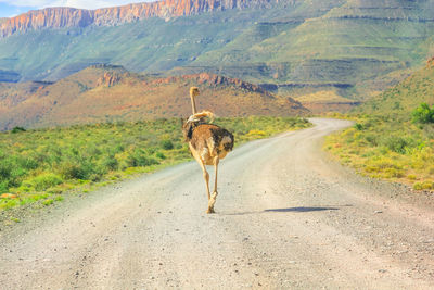 View of horse on dirt road