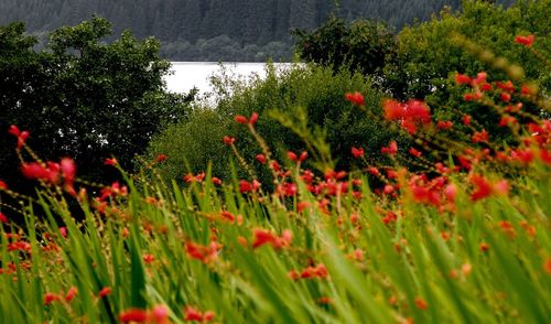 Red flowering plants on field