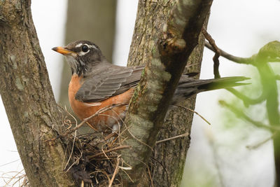 Close-up of bird perching on tree trunk