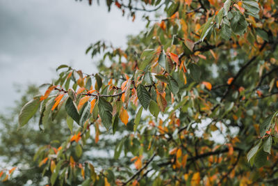 Close-up of orange leaves on tree