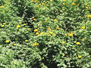 Close-up of yellow flowers