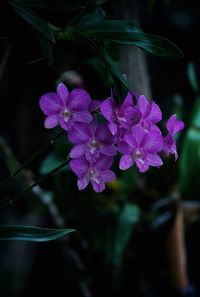 Close-up of purple flowers blooming outdoors