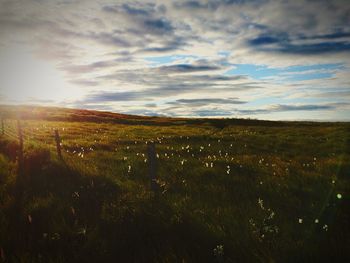 Scenic view of grassy field against sky