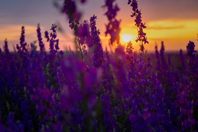 Delphinium sunset field. beautiful summer purple flowers. colorful background in the rays 