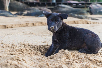 A cute puppy is running at the beach