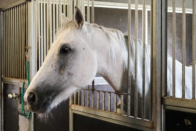 Close-up of horse in stable