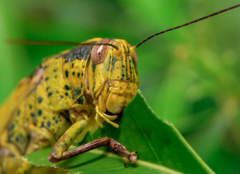 Close-up of insect on leaf