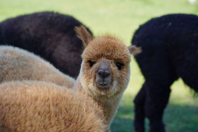 Close-up of sheep on field