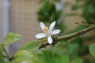 Close-up of white flowering plant