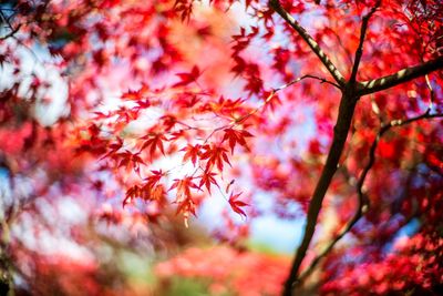 Low angle view of maple tree against sky