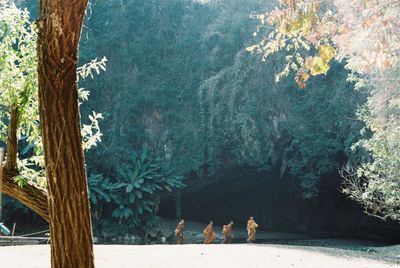 People by trees in forest