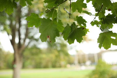 Close-up of tree against blurred background