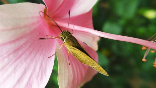 Close-up of insect on pink flower