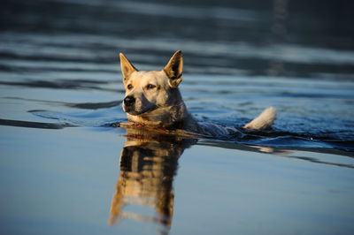 Portrait of dog swimming in lake