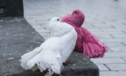 Close-up of pigeons