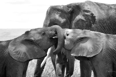 Elephant in a field