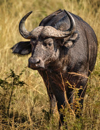 Buffalo standing on field