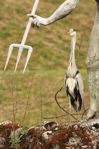 Close-up of bird perching on field