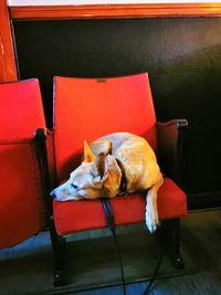 Cat sleeping on chair