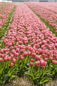 Close-up of pink tulip flowers on field