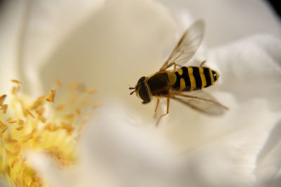 Close-up of bee